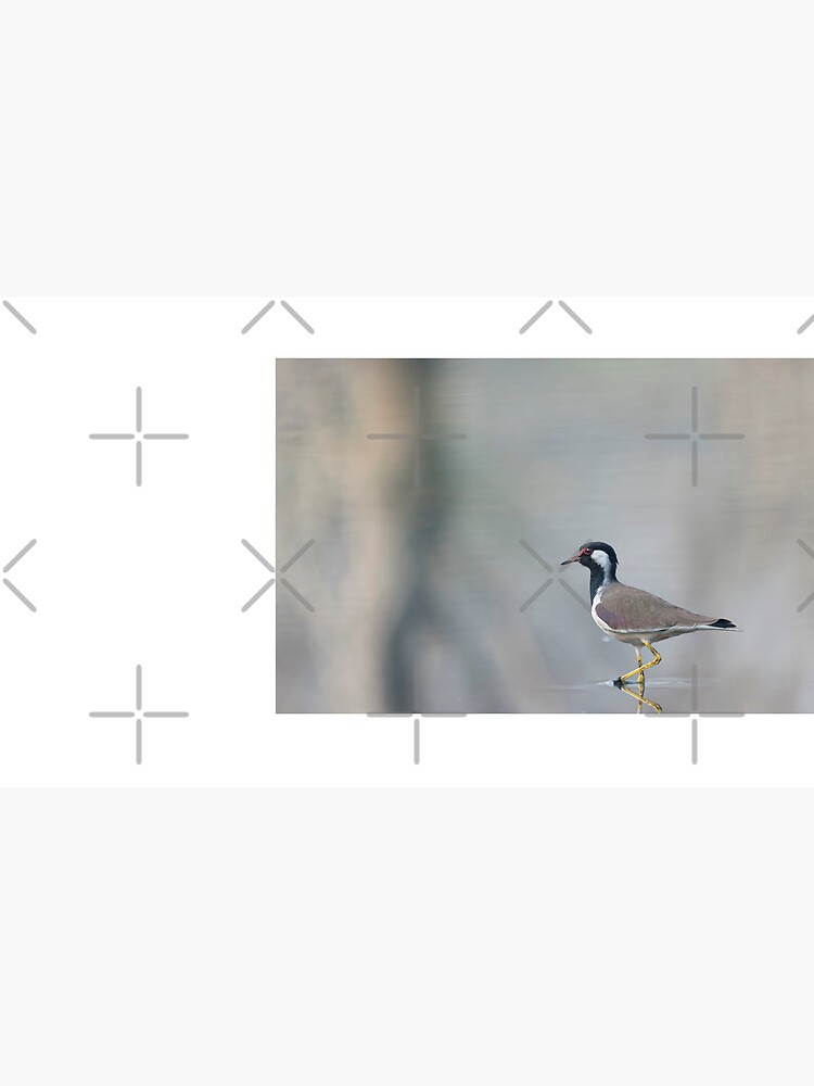 Soft Reflections - Red wattled lapwing in a pond by rshankar8080
