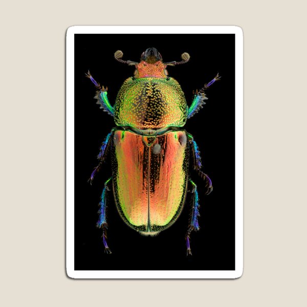 Female Golden Green Stag Beetle (Lamprima latreillii) Magnet