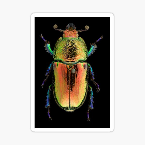 Female Golden Green Stag Beetle (Lamprima latreillii) Sticker