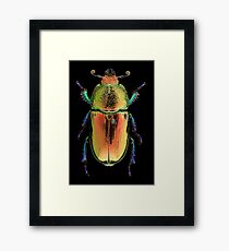 Female Golden Green Stag Beetle (Lamprima latreillii) Framed Print