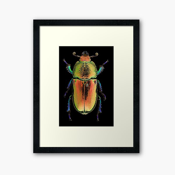 Item preview, Female Golden Green Stag Beetle (Lamprima latreillii) designed and sold by BiosecurityColl.