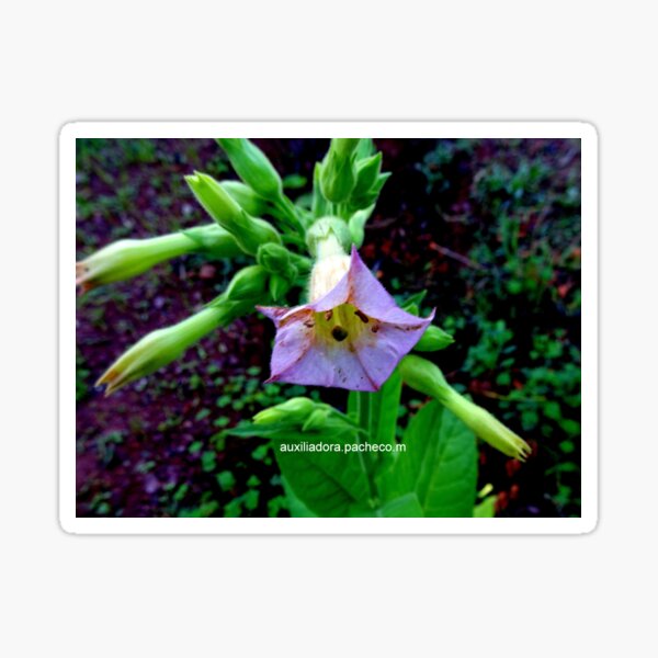 Flor de tabaco 1 - Tobacco flower 1 Pegatina