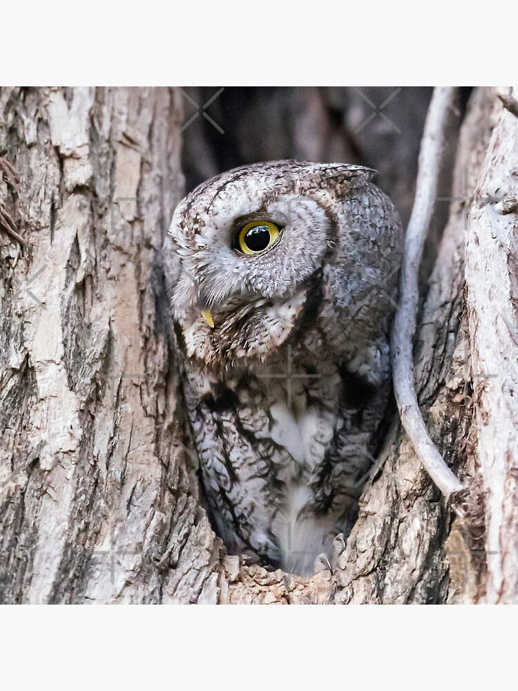 Screech Owl - Motionless Gaze by rshankar8080