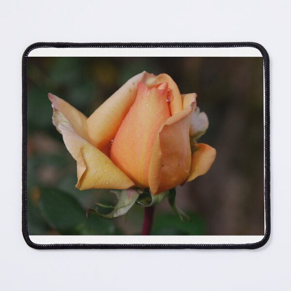 Item preview, garden rose designed and sold by mgconseils.