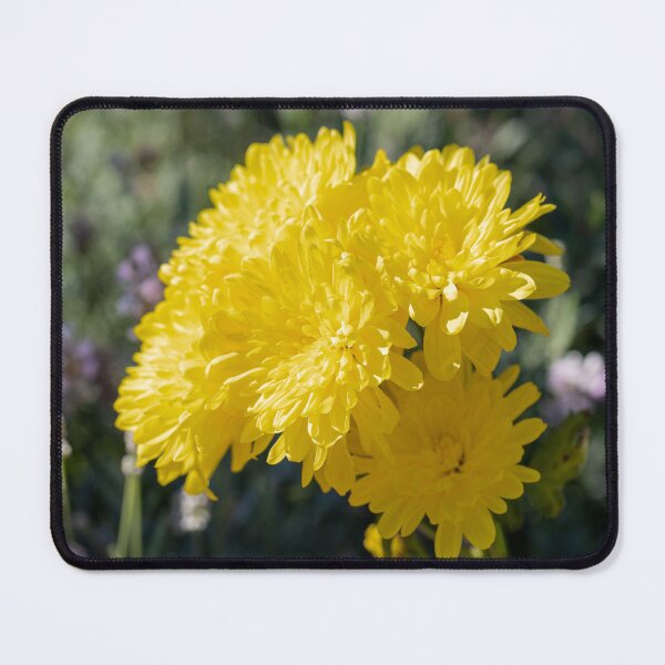 Item preview, Yellow Chrysanthemums designed and sold by Tanya C Smith.