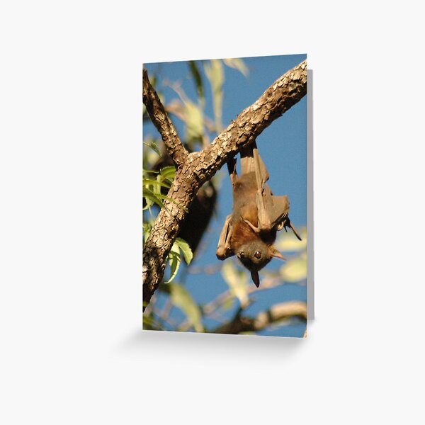 Single red flying fox Greeting Card