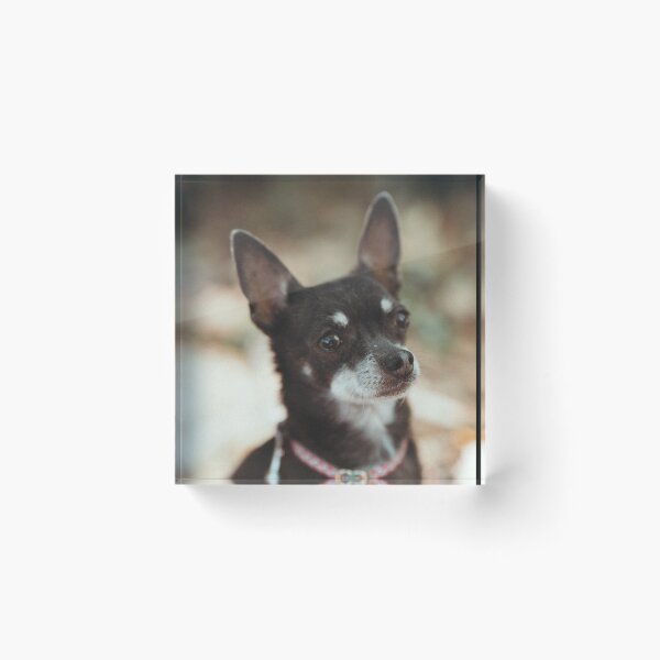 Item preview, cute, tricolor Chihuahua designed and sold by GiiReez.