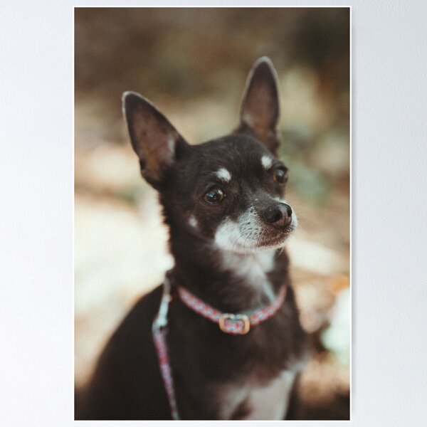 Item preview, cute, tricolor Chihuahua designed and sold by GiiReez.