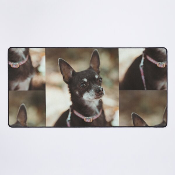 Item preview, cute, tricolor Chihuahua designed and sold by GiiReez.