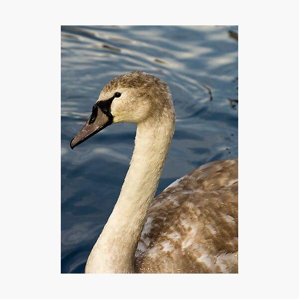 Item preview, Swan designed and sold by Stuart Jenkins.