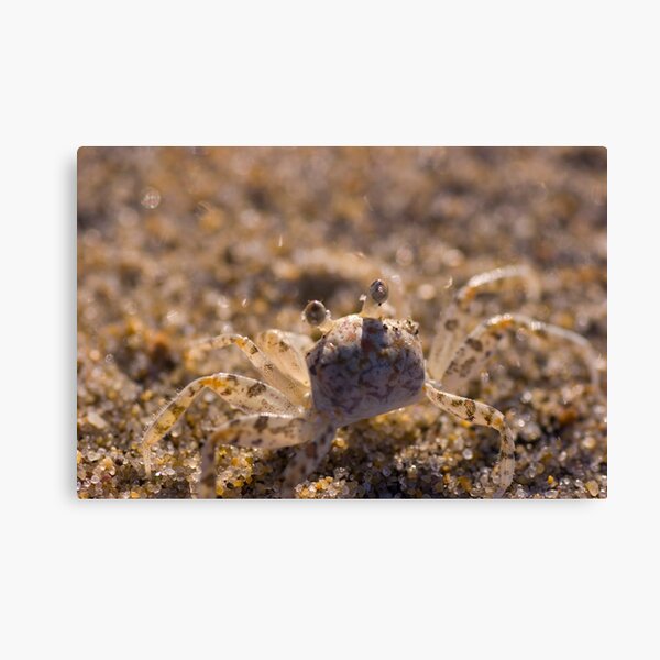 Blending In Canvas Print