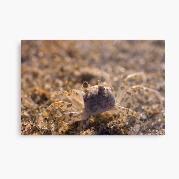 Blending In Metal Print