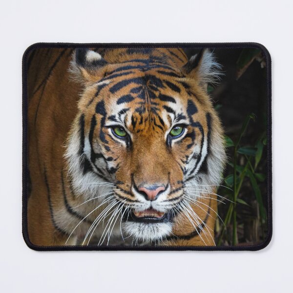 Item preview, Sumatran Tiger designed and sold by AndyFayeImagery.
