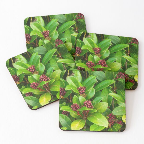 Item preview, Skimmia japonica designed and sold by Francespoppy.