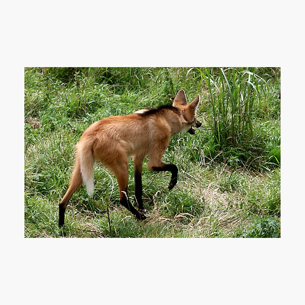Item preview, Maned Wolf designed and sold by Sheila Smith.
