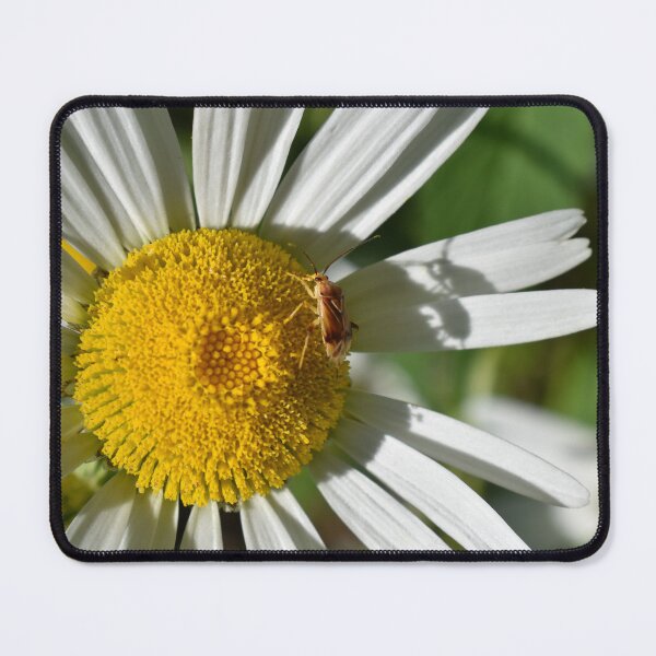 Item preview, A daisy flower in the garden designed and sold by Claude Laprise.