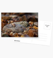 A Hermits Home. Postcards