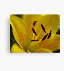Yellow Lily Canvas Print