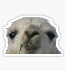llama llama Sticker