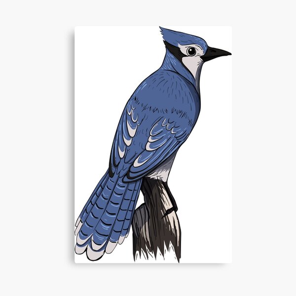 Blue Jay - Art Print – Dancing Raven Designs