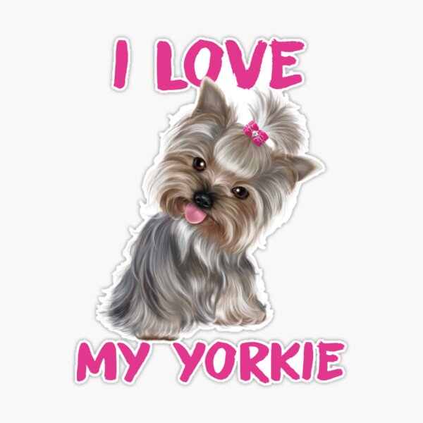 pueden nadar los yorkies