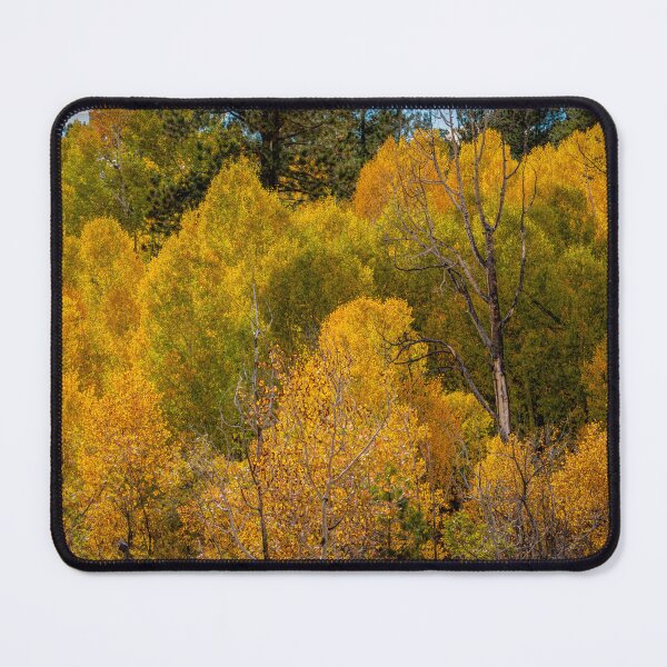 Item preview, October Aspens designed and sold by Viv Thompson Photography .