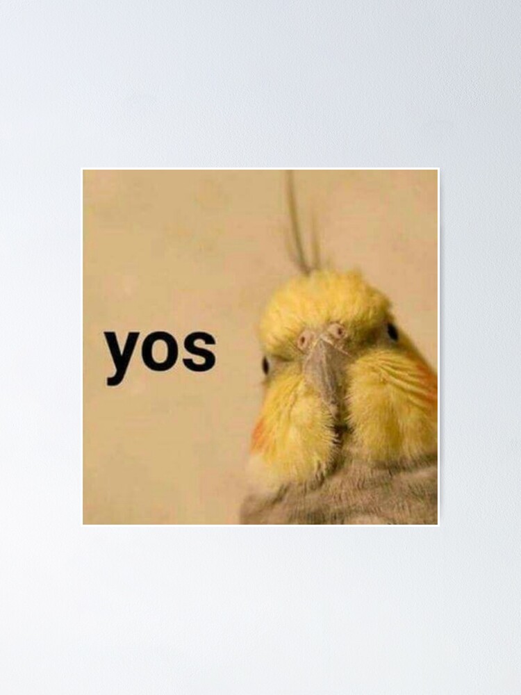 Yos Bird Birb Funny Shitpost Meme Poster For Sale By Quotesandmemes