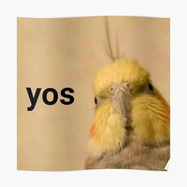 Yos Bird Birb Funny Shitpost Meme Poster For Sale By Quotesandmemes