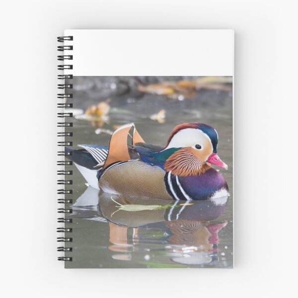 Item preview, Pato mandarín designed and sold by pietrofoto.