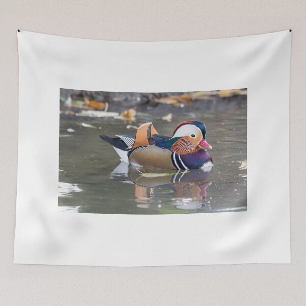 Item preview, Mandarin duck designed and sold by pietrofoto.