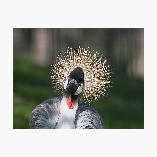 Grey crowned crane Photographic Print