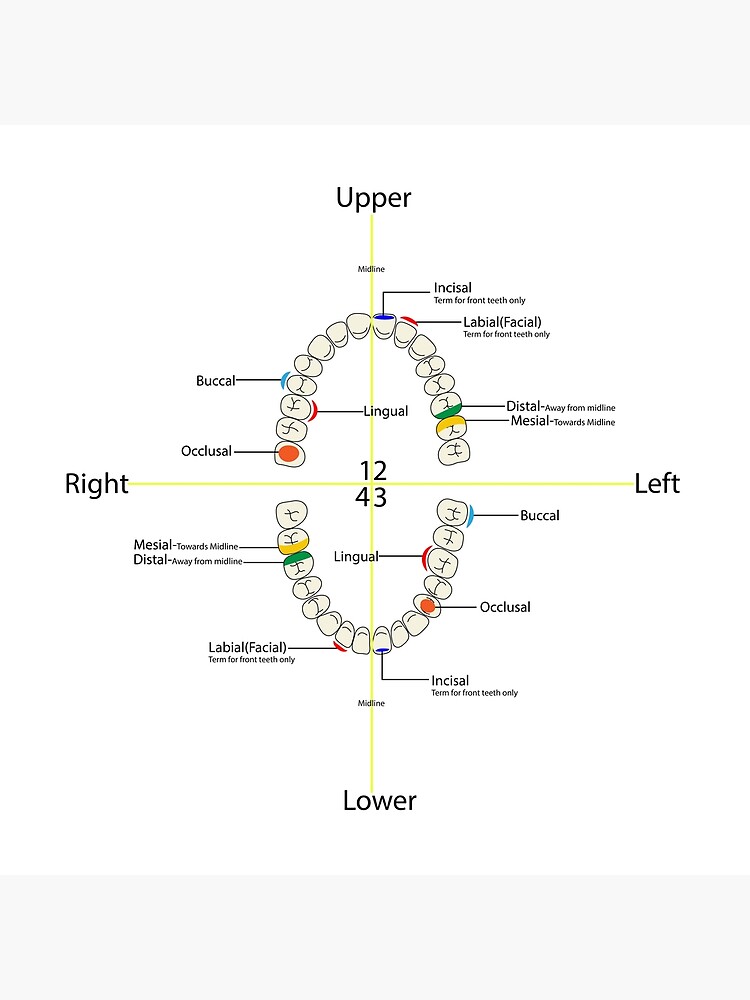 Referred Dental Chart