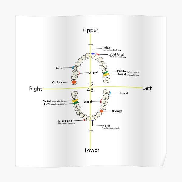 "Dental Charting and diagram guide illustration" Poster for Sale by