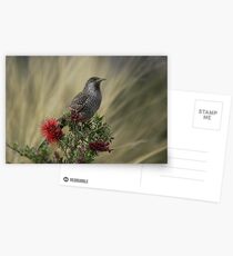 Little Wattle bird Postcards