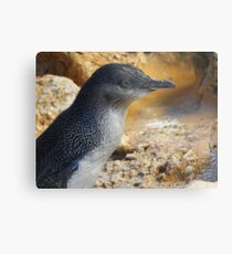Little penguin (Eudyptula minor) - Penguin Island, Western Australia Metal Print