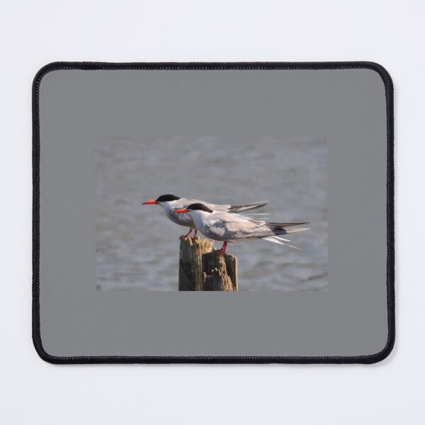 Item preview, Terns in Kent designed and sold by David JC.
