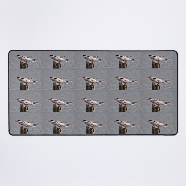 Item preview, Terns in Kent designed and sold by David JC.