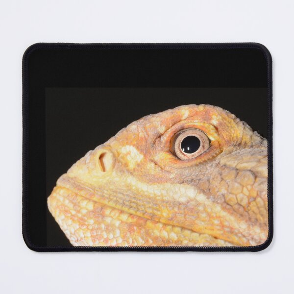 Item preview, bearded dragon photo 1 designed and sold by HazyJadeOfArt.