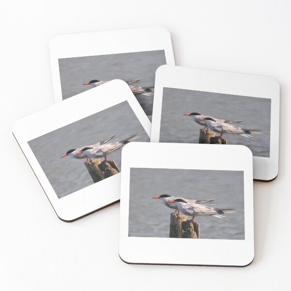 Item preview, Terns in Kent designed and sold by David JC.