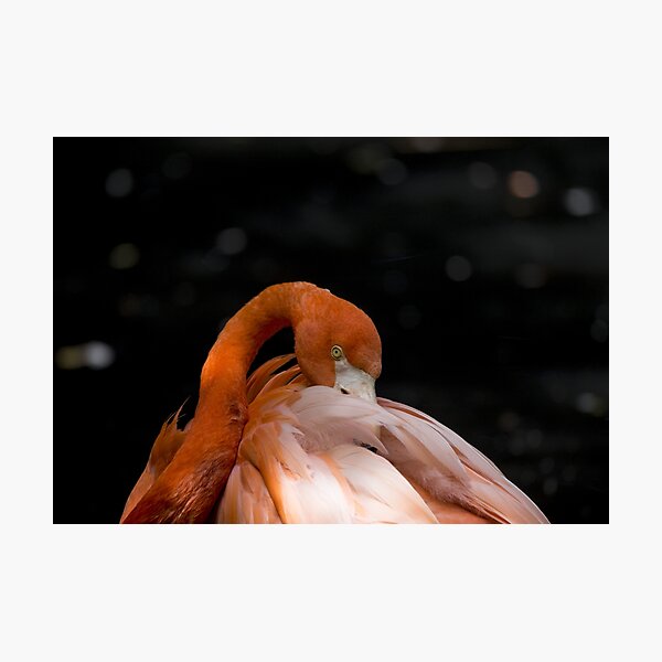 American flamingo Photographic Print