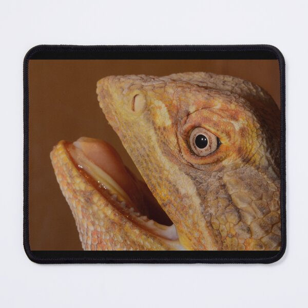 Item preview, bearded dragon photo 3 designed and sold by HazyJadeOfArt.
