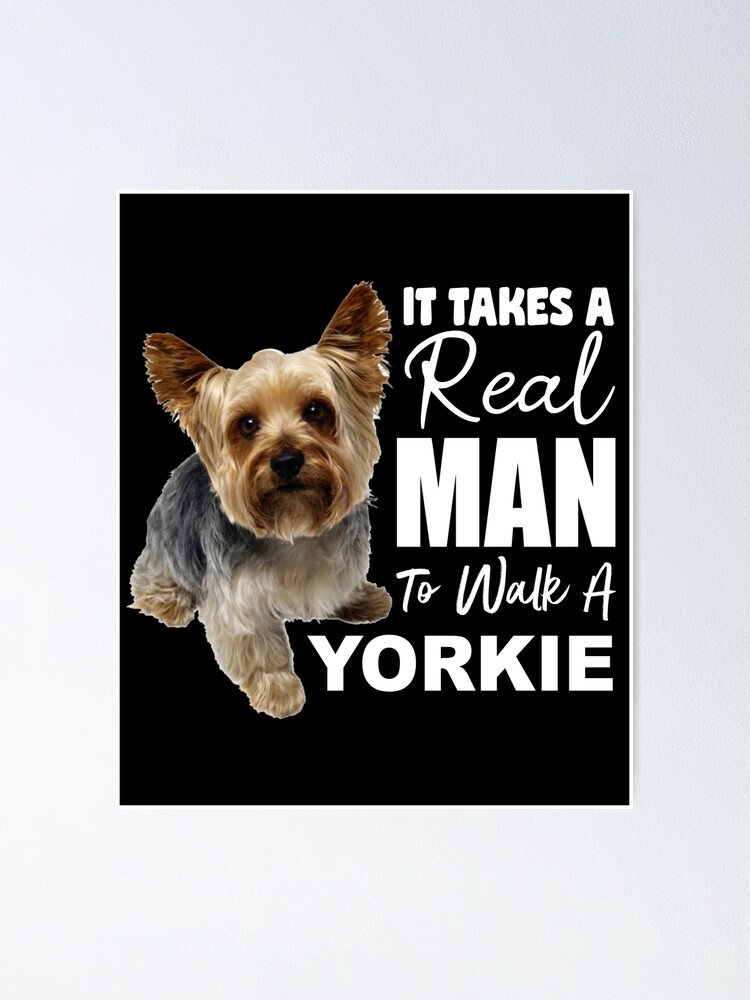 pueden nadar los yorkies