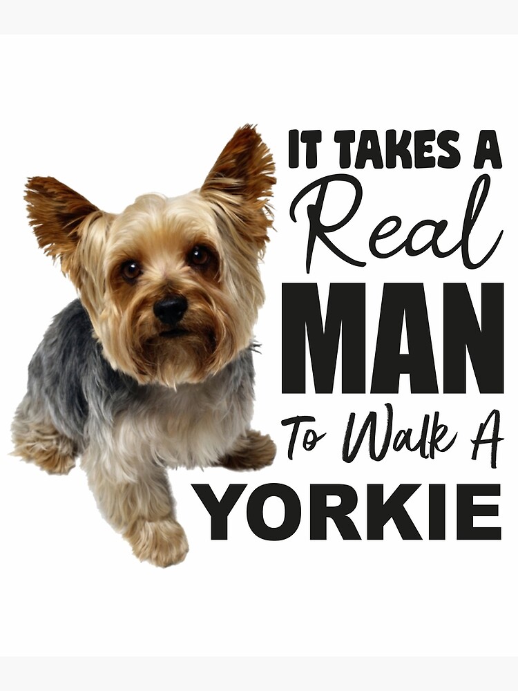 pueden nadar los yorkies