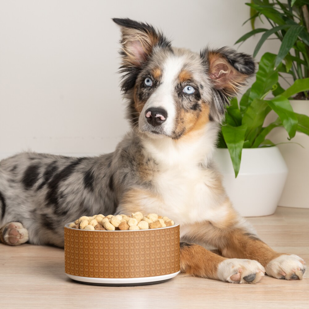 Item preview, Pet Bowl designed and sold by roggcar.