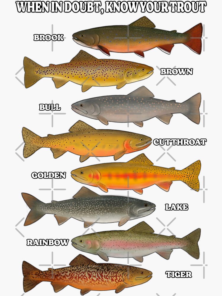 When in Doubt, Know Your Trout Sticker for Sale by LannersLines