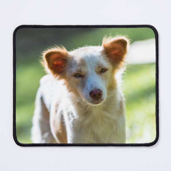 Item preview, Philippine Native Dog designed and sold by Lrenz.