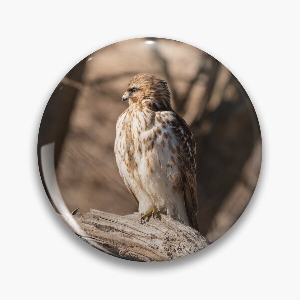Item preview, Red-shouldered Hawk designed and sold by suburbanwilds.