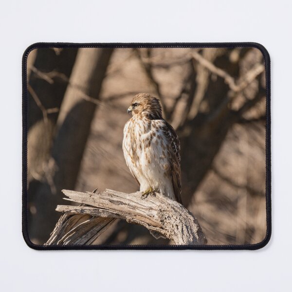 Item preview, Red-shouldered Hawk designed and sold by suburbanwilds.