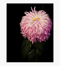A formal portrait of this Japanese Chrysanthemum Photographic Print