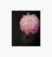 A formal portrait of this Japanese Chrysanthemum Art Board